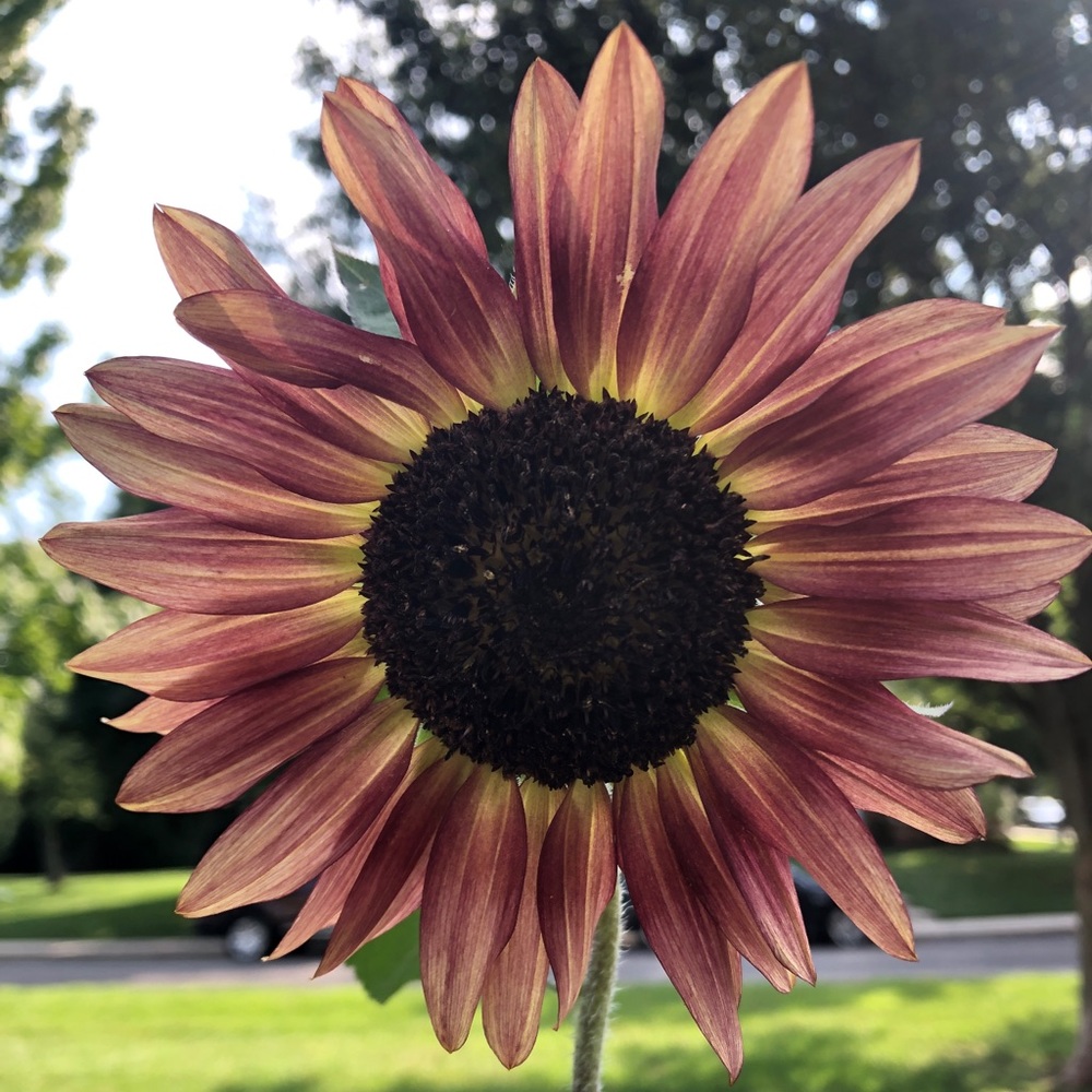 Meet your Posher, Caitlin